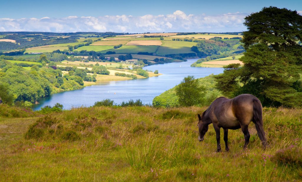 Pony at Wimbleball Lake Exmoor